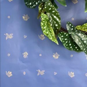 6.5 Rolls of Vintage Schumacher  Wallpaper